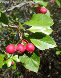redhaw hawthorn (<em>Crataegus sanguinea</em>)