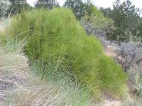 green ephedra, Mormon-tea (<em>Ephedra viridis</em>)