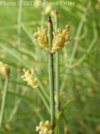green ephedra, Mormon-tea (<em>Ephedra viridis</em>)