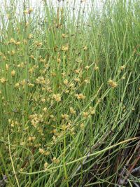 green ephedra, Mormon-tea (<em>Ephedra viridis</em>)
