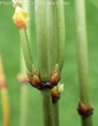 green ephedra, Mormon-tea (<em>Ephedra viridis</em>)