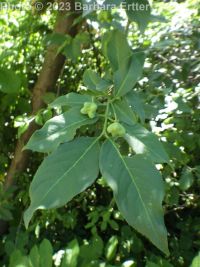European spindle-tree (<em>Euonymus europaeus</em>)