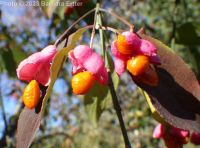 European spindle-tree (<em>Euonymus europaeus</em>)