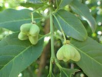 European spindle-tree (<em>Euonymus europaeus</em>)