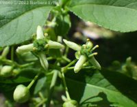 European spindle-tree (<em>Euonymus europaeus</em>)