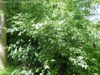 European spindle-tree (<em>Euonymus europaeus</em>)