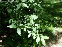 European spindle-tree (<em>Euonymus europaeus</em>)