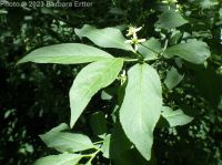 European spindle-tree (<em>Euonymus europaeus</em>)