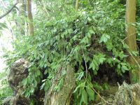 winter creeper (<em>Euonymus fortunei</em>)