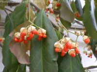 winter creeper (<em>Euonymus fortunei</em>)
