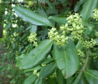 winter creeper (<em>Euonymus fortunei</em>)