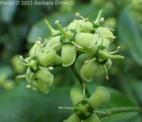 winter creeper (<em>Euonymus fortunei</em>)