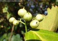 winter creeper (<em>Euonymus fortunei</em>)