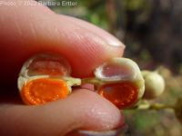 winter creeper (<em>Euonymus fortunei</em>)