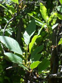 columnar glossy buckthorn (<em>Frangula alnus cv. columnaris</em>)