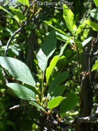columnar glossy buckthorn (<em>Frangula alnus cv. columnaris</em>)