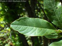 columnar glossy buckthorn (<em>Frangula alnus cv. columnaris</em>)
