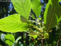 columnar glossy buckthorn (<em>Frangula alnus cv. columnaris</em>)