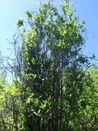 columnar glossy buckthorn (<em>Frangula alnus cv. columnaris</em>)