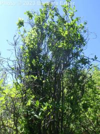 columnar glossy buckthorn (<em>Frangula alnus cv. columnaris</em>)