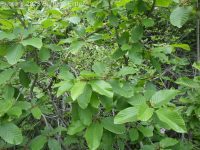 cascara, chittum bark (<em>Frangula purshiana ssp. purshiana</em>)