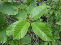 cascara, chittum bark (<em>Frangula purshiana ssp. purshiana</em>)