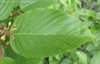 cascara, chittum bark (<em>Frangula purshiana ssp. purshiana</em>)