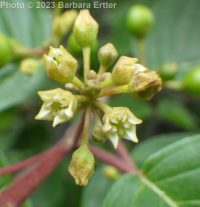 cascara, chittum bark (<em>Frangula purshiana ssp. purshiana</em>)