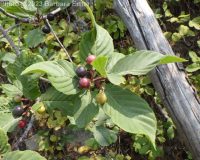 cascara, chittum bark (<em>Frangula purshiana ssp. purshiana</em>)