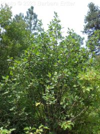 cascara, chittum bark (<em>Frangula purshiana ssp. purshiana</em>)