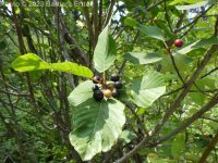 cascara, chittum bark (<em>Frangula purshiana ssp. purshiana</em>)