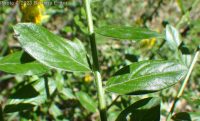dyer's broom, dyer's greenwood (<em>Genista tinctoria</em>)