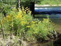 dyer's broom, dyer's greenwood (<em>Genista tinctoria</em>)