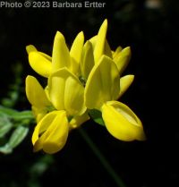 dyer's broom, dyer's greenwood (<em>Genista tinctoria</em>)