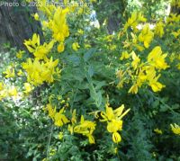dyer's broom, dyer's greenwood (<em>Genista tinctoria</em>)