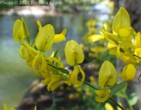 dyer's broom, dyer's greenwood (<em>Genista tinctoria</em>)