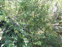 oceanspray, mountainspray (<em>Holodiscus microphyllus var. glabrescens</em>)