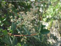 oceanspray, mountainspray (<em>Holodiscus microphyllus var. glabrescens</em>)