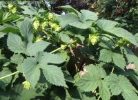 wild hop (<em>Humulus lupulus var. lupuloides</em>)