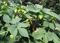 wild hop (<em>Humulus lupulus var. lupuloides</em>)