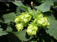 wild hop (<em>Humulus lupulus var. lupuloides</em>)