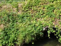 wild hop (<em>Humulus lupulus var. lupuloides</em>)