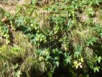 wild hop (<em>Humulus lupulus var. lupuloides</em>)