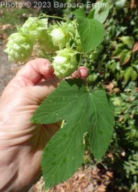 wild hop (<em>Humulus lupulus var. lupuloides</em>)
