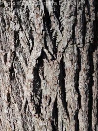 black walnut (<em>Juglans nigra</em>)