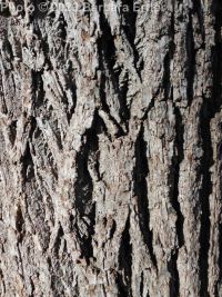black walnut (<em>Juglans nigra</em>)