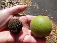 black walnut (<em>Juglans nigra</em>)