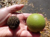 black walnut (<em>Juglans nigra</em>)