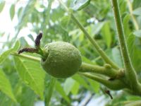 black walnut (<em>Juglans nigra</em>)