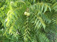 black walnut (<em>Juglans nigra</em>)